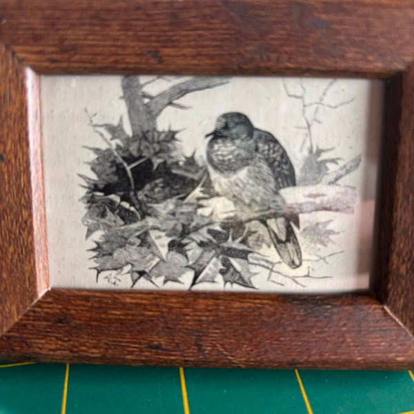 Turtledove | Framed Tiny Bird Print | From an Antique Naturalist book | Home Decor | Ready to display in your Aviary