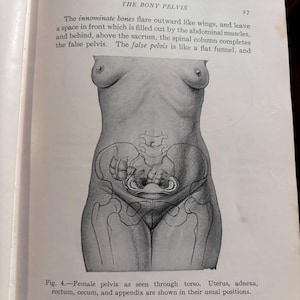 Weibliches Becken 1920er Jahre Illustration einrahmbarer Druck | Weibliche Anatomie | Muttertagsgeschenk | Authentisches Original Vintage