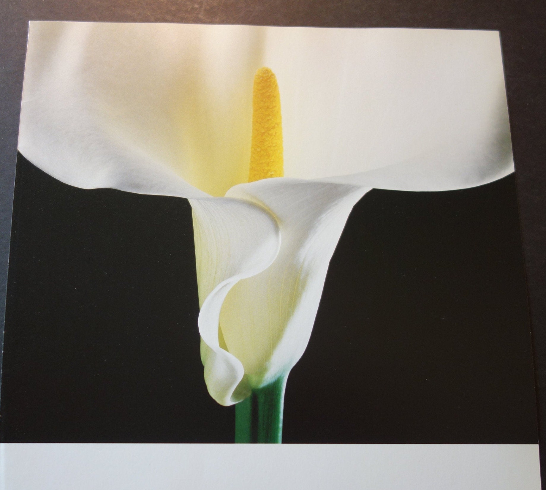 Mapplethorpe White Calla Lilly Large Full Frontal View Black - Etsy