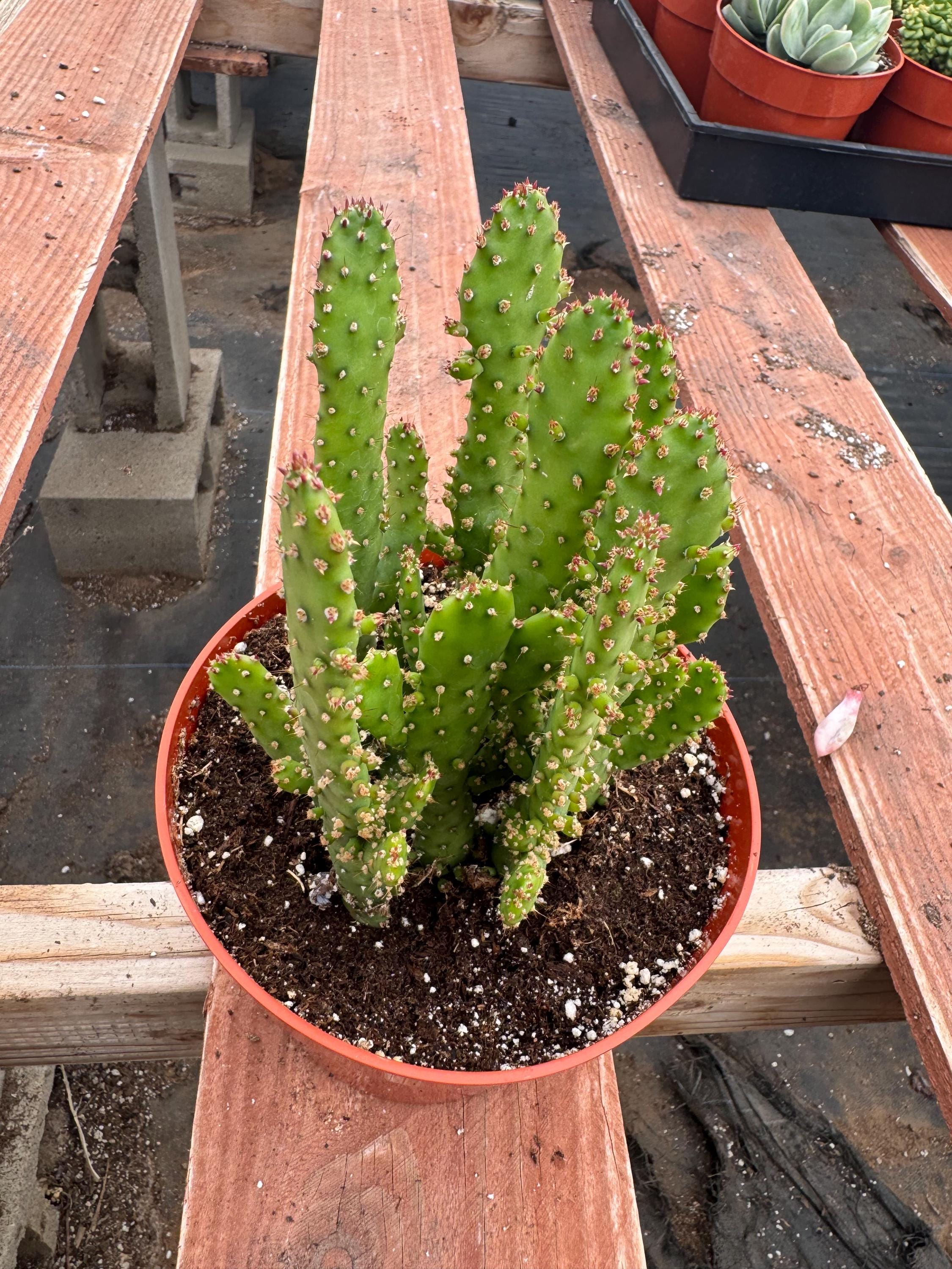 Opuntia monacantha - Etsy 日本