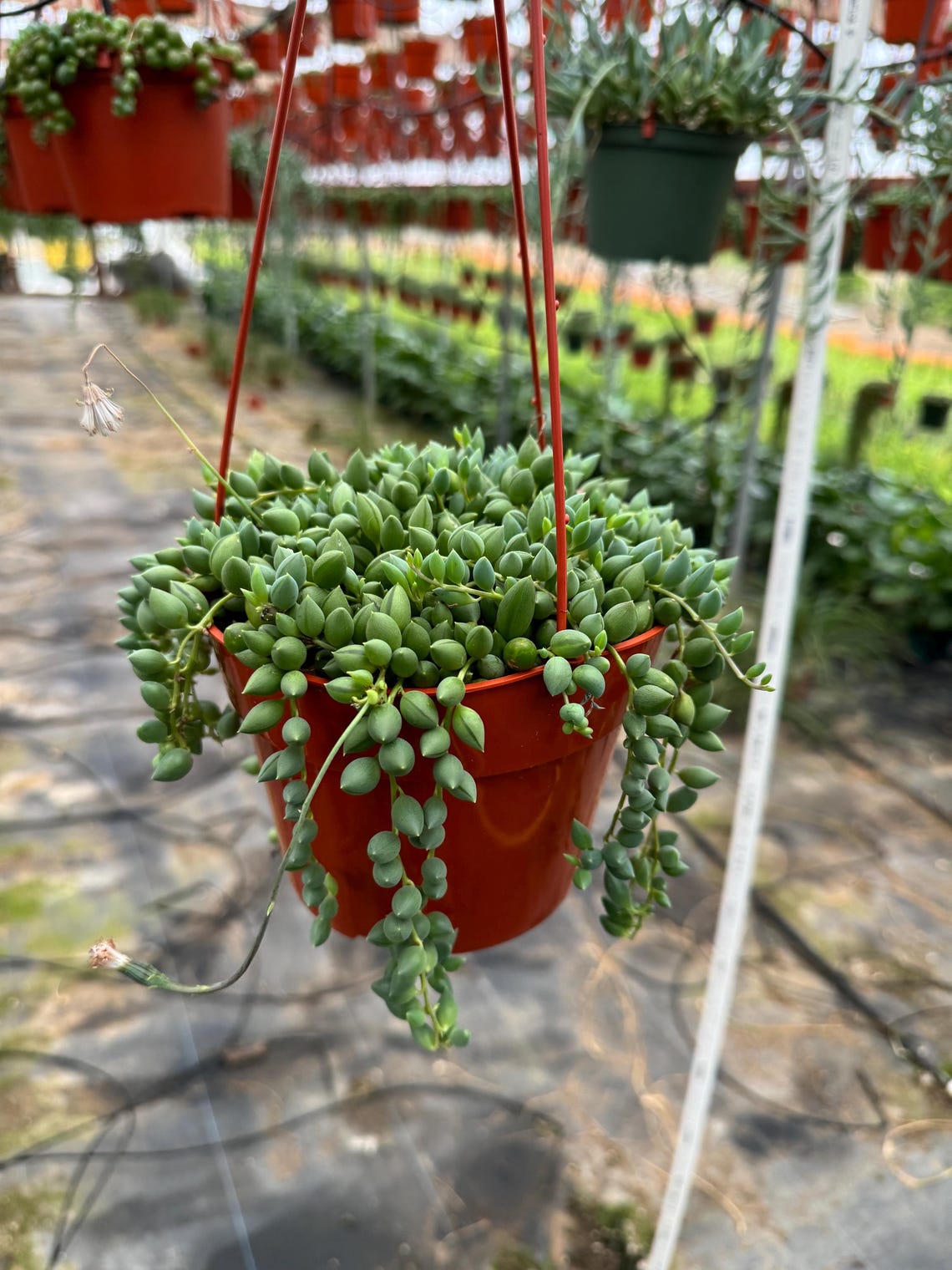 6” Hanging String of Tears house plant , live plant image 2