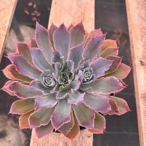6” Echeveria ‘Neon Breakers’ live plant , house plant.