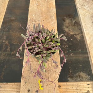 以下が含まれることがあります： 紫と緑の葉と茎、小さな黄色の花を持つ小さな鉢植えの多肉植物。 植物は黒い鉢に入っており、木製の表面に置かれています。