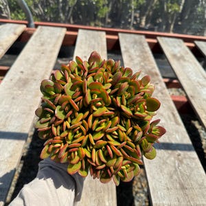 May include: A close-up shot of a succulent plant with vibrant green leaves edged in red. The plant is held in a person's hand, showcasing its compact, rounded form. The background features wooden planks and sunlight.