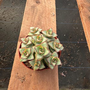 May include: A small succulent plant with green and red leaves in a terracotta pot. The plant is on a wooden surface.