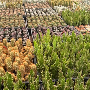 Cactus Bundle 2” Cactus – 12 Live Plants Bulk Bundle – Assorted Succulent & Cacti Set ...