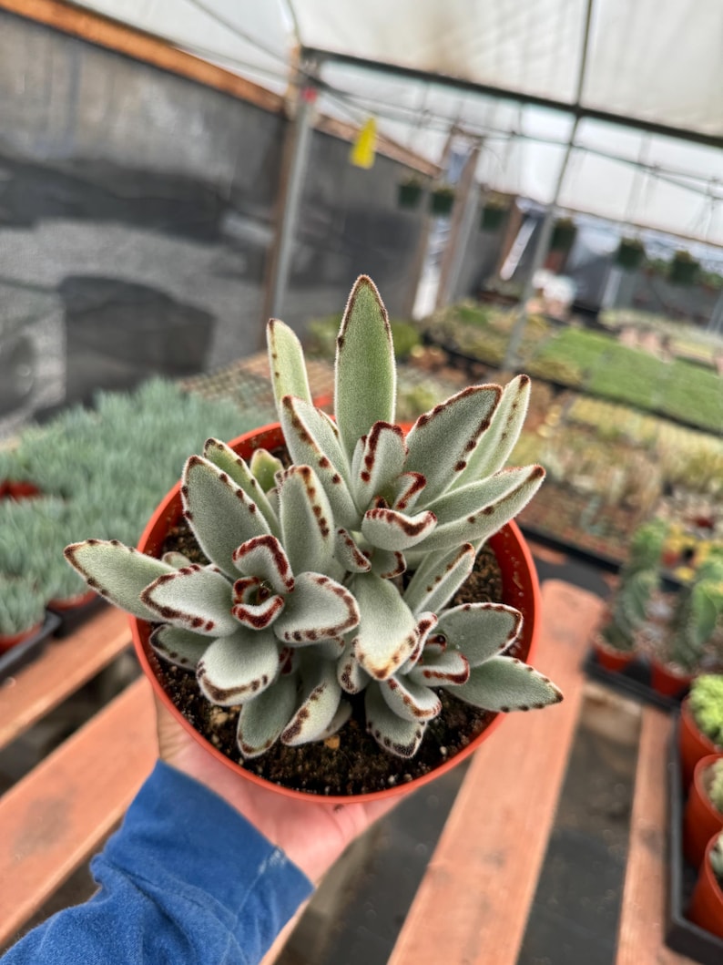 Alexssucculents Kalanchoe Tomentosa - Thumbnail 2