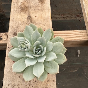 4” Echeveria ‘Laui’ – Live Succulent Plant | Rosette Houseplant | Rare Indoor Succulent | Easy Care Plant