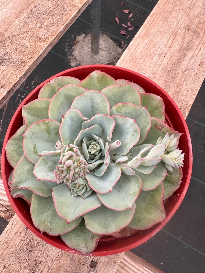 Echeveria blue sky live plant