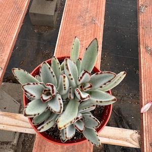 6” Kalanchoe Tomentosa – Panda Plant Live Succulent | Fuzzy Indoor Houseplant | Easy Care Succulent