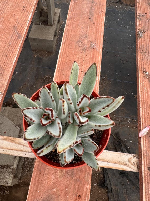 Kalanchoe tomentosa - Panda Plant, Donkey Ears 6 Inch