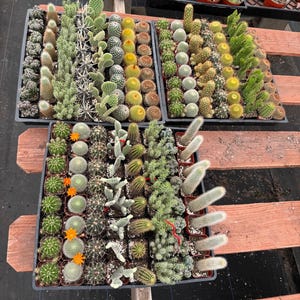Op de afbeelding: Een verscheidenheid aan cactussen en vetplanten in kleine potten, gerangschikt in zwarte trays. De cactussen vertonen diverse vormen, waaronder ronde, kolomvormige en stekelige vormen, met tinten groen, geel en bruin. Sommige hebben kleine oranje bloemen.
