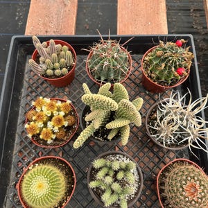 4” Cactus Bundle (9 Pack) – Live Cactus Plants | Assorted Indoor Cacti | Easy Care Houseplants | Bulk Cactus Gift Set | Desert Plants