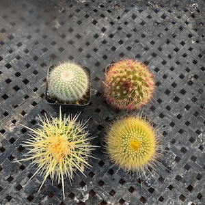 Real Cactus - Etsy