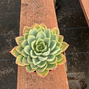 4” Echeveria ‘Blue Atoll’ – Live Succulent Plant | Rosette Houseplant | Easy Care Indoor Plant | Blue-Green Succulent