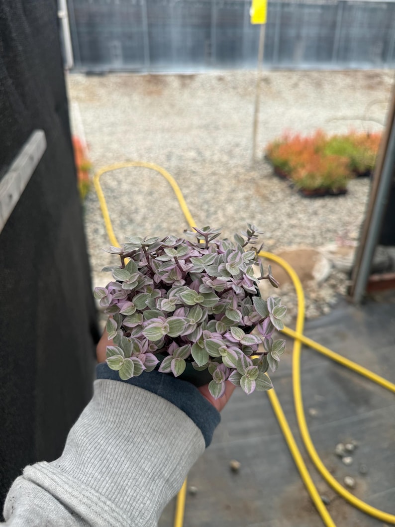 Alexssucculents Callisia repens - Thumbnail 2