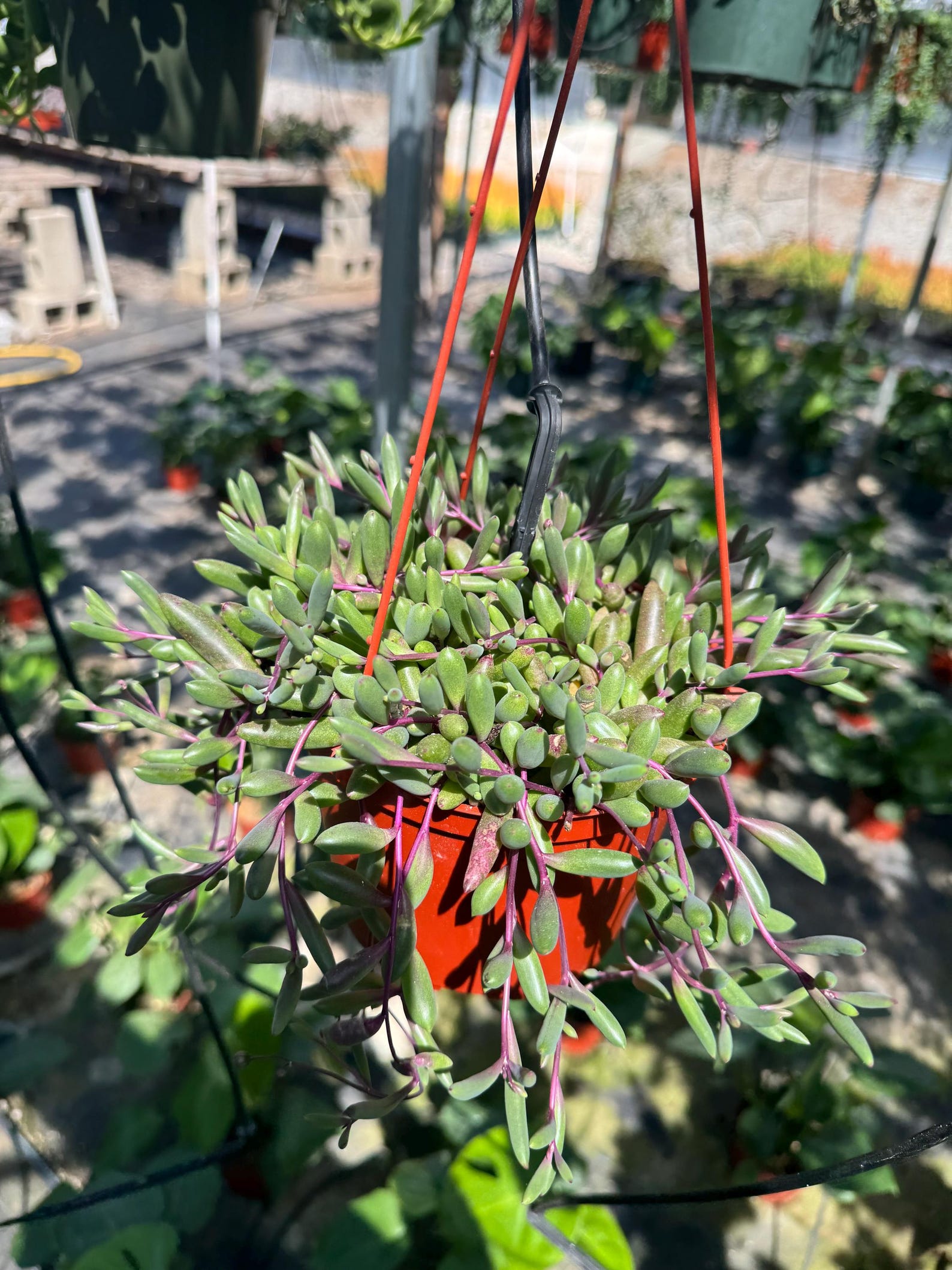 6” String of Ruby Necklace Live Plant , House Plant - Etsy