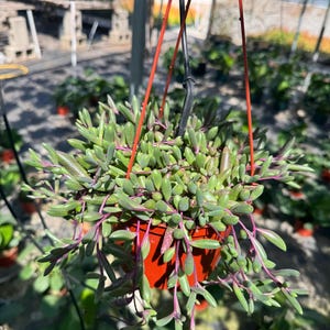 May include: A hanging planter with a red pot filled with a trailing succulent plant with green leaves and purple stems.