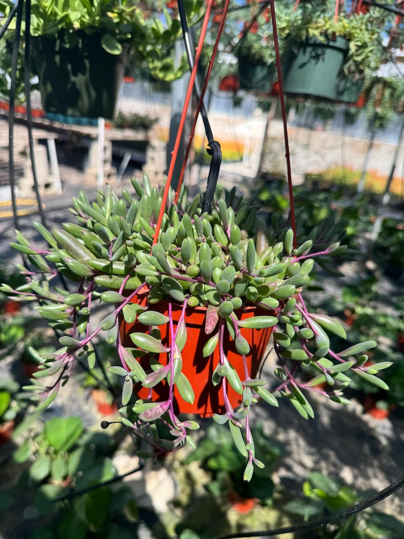6” String of Ruby Necklace Live Plant , House Plant - Etsy