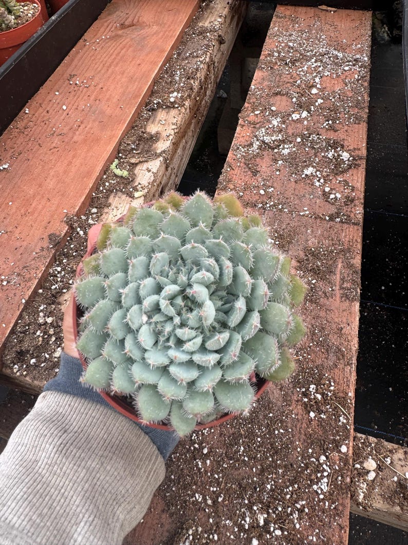 Alexssucculents Echeveria Setosa - Thumbnail 3