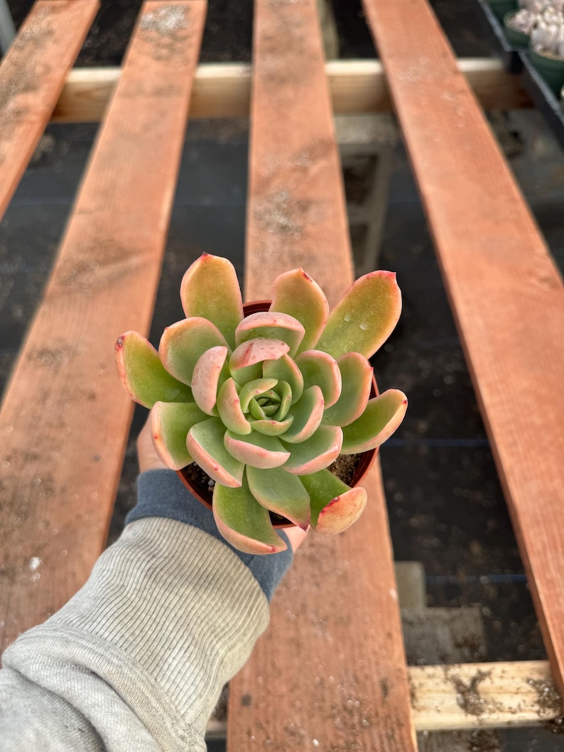 Alexssucculents Echeveria Tulip Succulent - Thumbnail 3