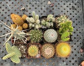 cactus online shopping Cactus Pack 2 Succulents / Plastic Pot