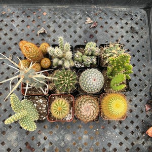 Cactus de 2 pulgadas – Paquete de 12 plantas vivas a granel – Surtido de suculentas y cactus, regalo para fiestas, decoración del hogar