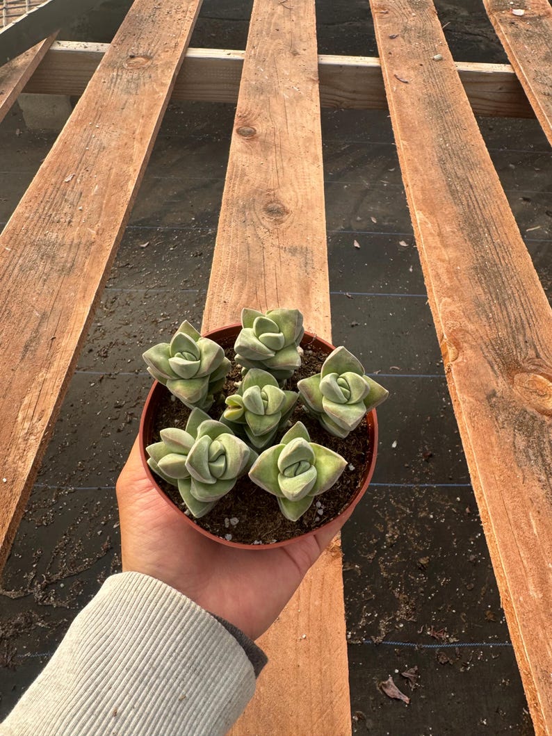 Alexssucculents Crassula Moonglow Succulent