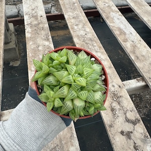 4” Haworthia Retusa live plant , house plant
