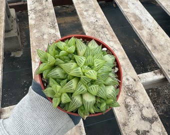 May include: A small green succulent plant in a red pot. The plant has long, thin leaves that are pointed at the ends.