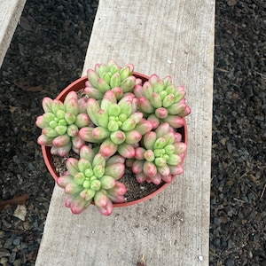 May include: A close-up of a succulent plant with green and pink leaves in a terracotta pot. The plant is on a wooden surface.