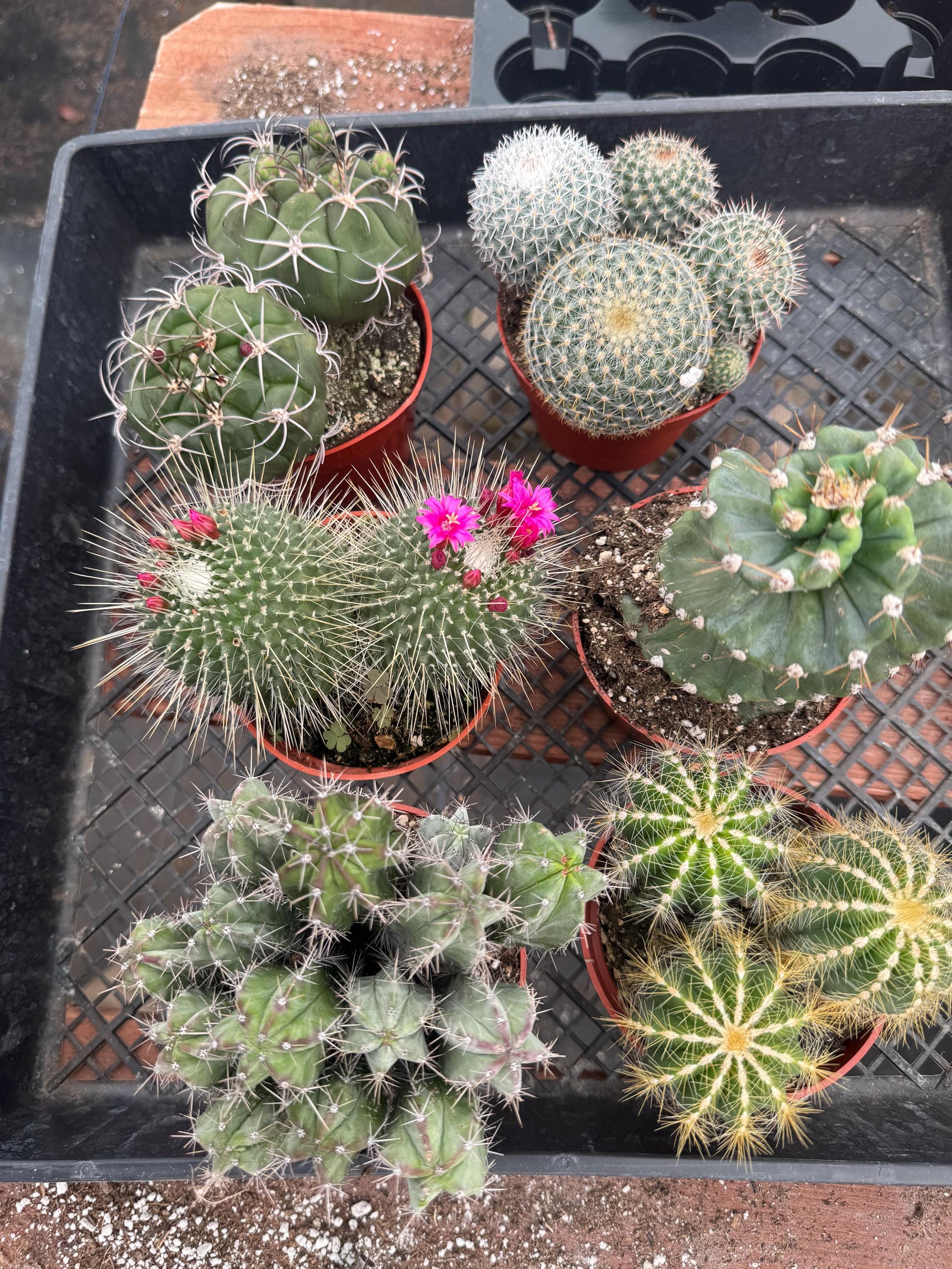 Cactus Bundle Live Cactus Bundle, 4-inch Potted Assorted Cacti (6 Count) - Etsy