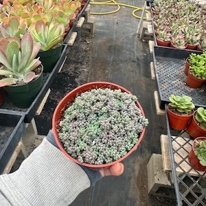 4” Sedum dasyphyllum ‘Minor’ – Live Succulent Plant | Miniature Stonecrop | Easy Care Indoor Houseplant