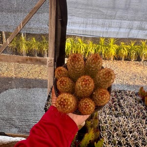 May include: A potted cactus with multiple round, spiky, golden-brown cacti. The plant is held in a black pot. Other cacti are visible in the background, along with a wooden structure and a black shade cloth.