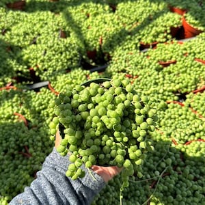 Puede incluir: Primer plano de una planta suculenta verde con hojas redondas, también conocida como collar de perlas, sostenida en la mano de una persona. La planta está rodeada de otras plantas similares en macetas.