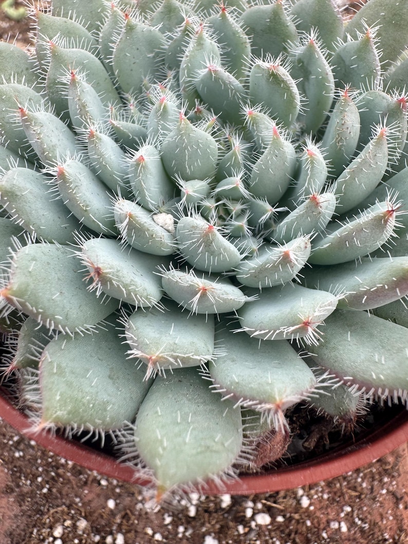 Alexssucculents Echeveria Setosa