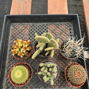 4” Cactus 6-Pack Bundle – Live Succulent Plants – Indoor Garden Gift Set