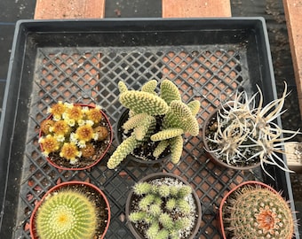 4” Premium Cactus 6-Pack Bundle – Live Succulent Plants – Indoor Garden Gift Set