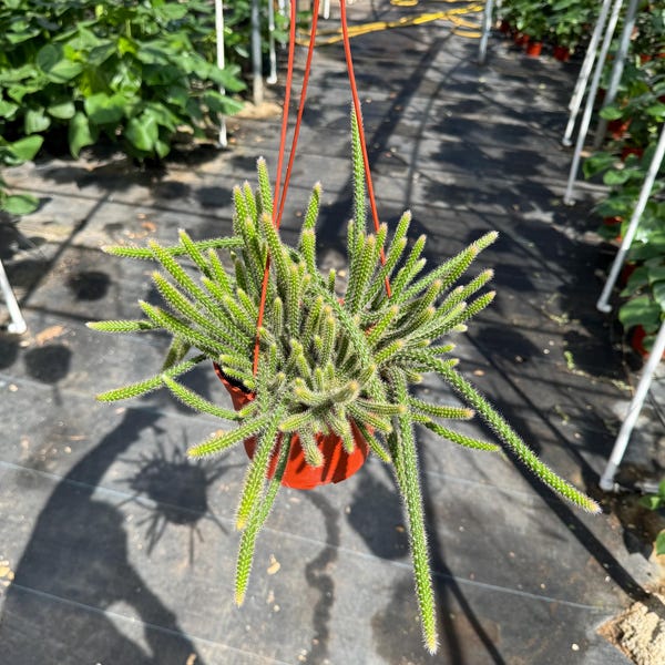 Cactus cola de rata de 15 cm: planta suculenta viva para interiores, decoración única, fácil de cuidar