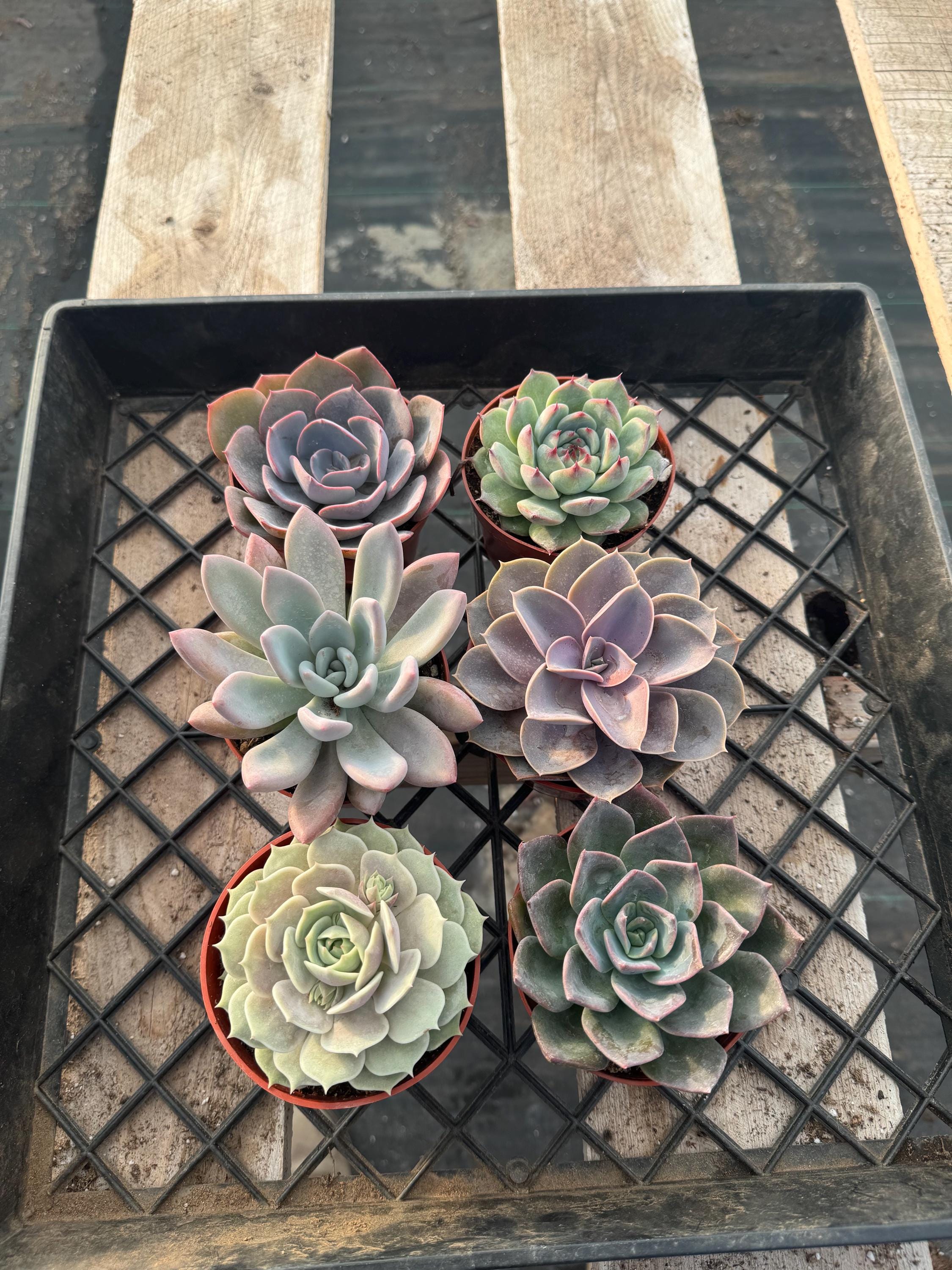 Echeveria Succulent Variety Pack  4" Live Indoor Plants (6 Pack) - Etsy