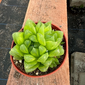 4” Haworthia Cooperi live plant , house plant.