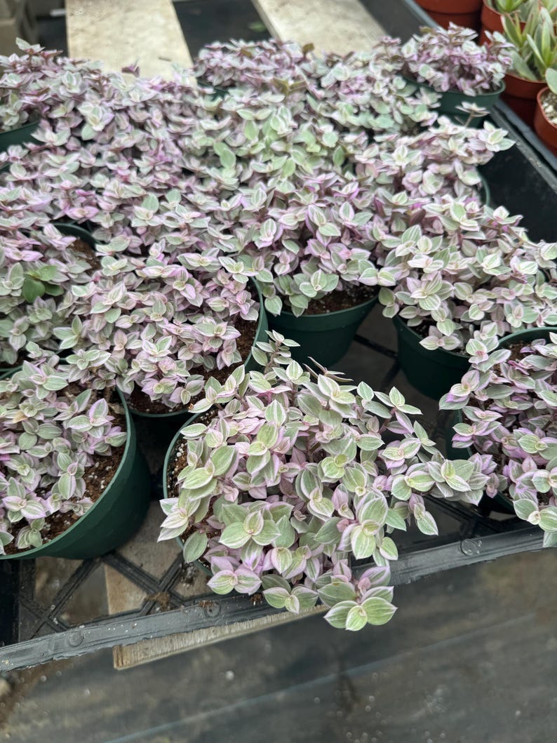 Alexssucculents Callisia repens
