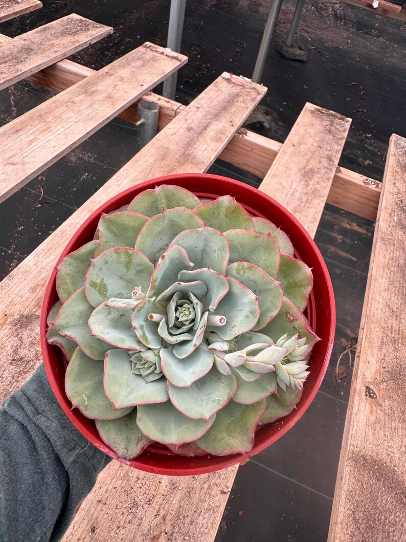 Echeveria blue sky live plant - Thumbnail 2