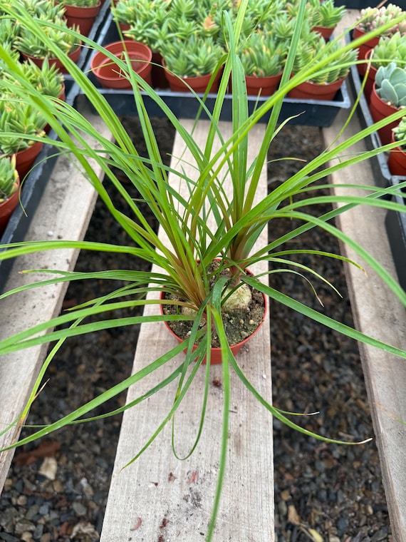 images of a spider plant Spider Plant Hawaiian main image 1