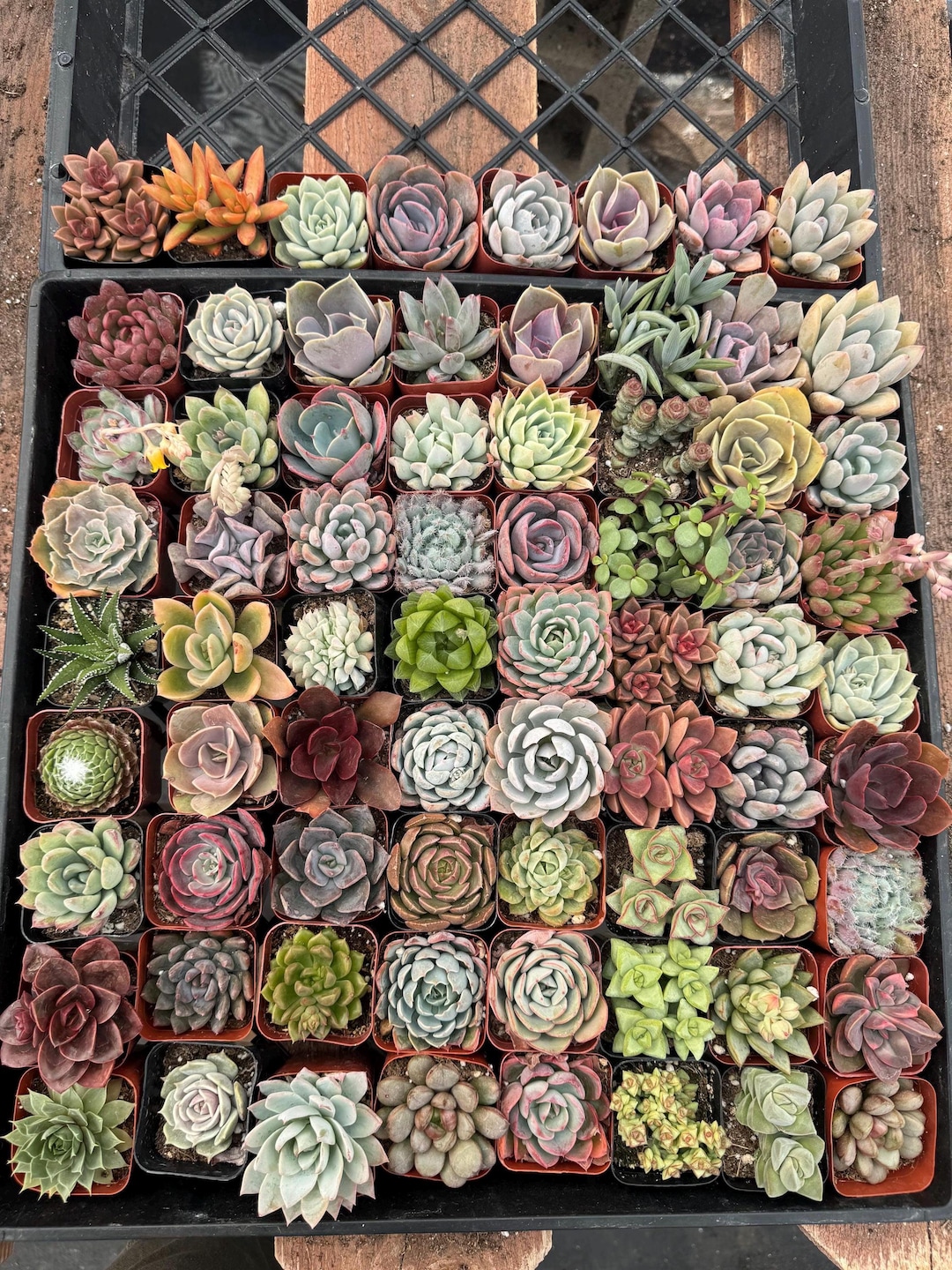 72 Pack 2” Succulents Bulk | Live Assorted Succulent Plants | Wedding ...