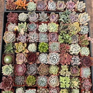 2” Succulents – 72 Live Plants Bulk Bundle – Wedding Favors, Party Gifts, Assorted Mixed Succulent Set (Ready to Gift)