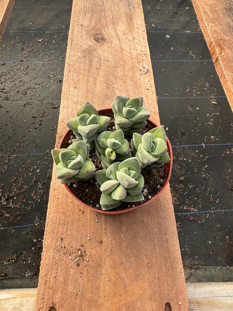 Alexssucculents Crassula Moonglow Succulent - Thumbnail 2