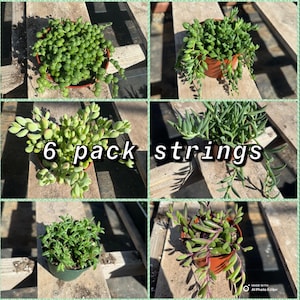 May include: Six pack of succulent plants with trailing stems, labelled "6 pack strings".