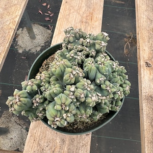May include: A green cactus plant in a dark green pot. The cactus has a unique, textured appearance with multiple rounded segments and small white spots. The pot sits on a wooden pallet.