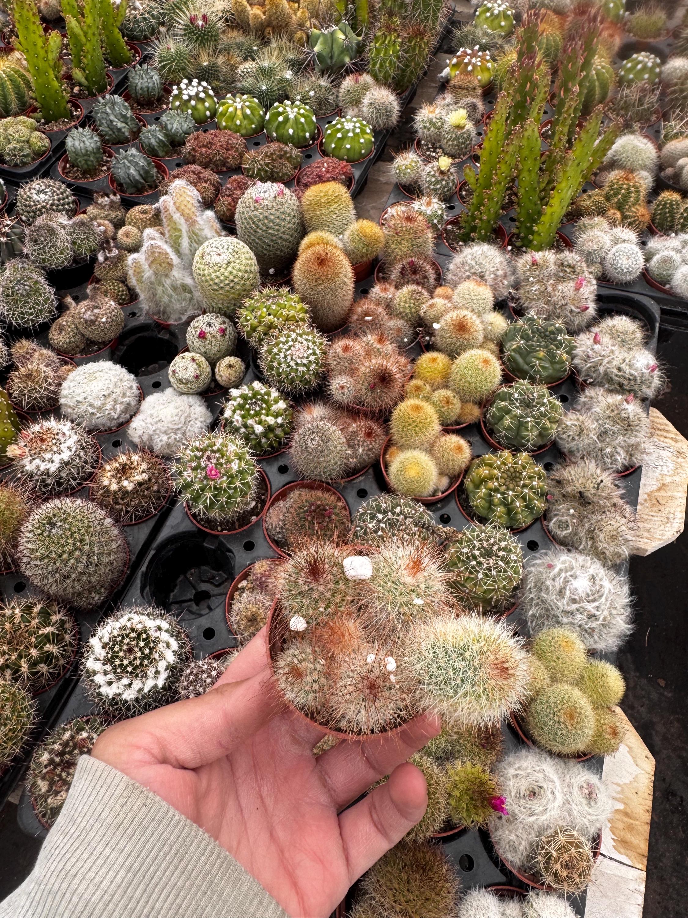 Live Cactus 4 Pack  Assorted Mini Potted Plants, Easy Care Desk Decor -  Etsy